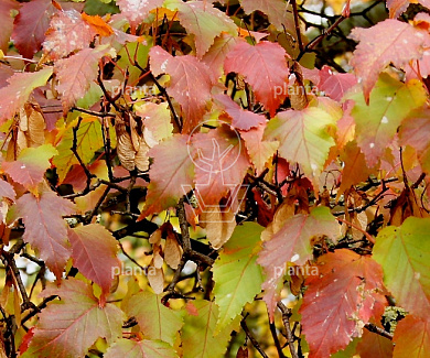 Acer tataricum ginnala