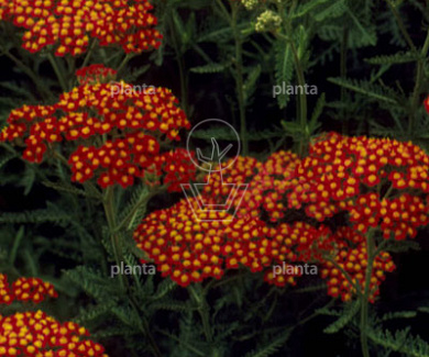 Achillea millefolium 'Paprika'