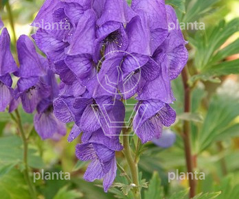 Aconitum carmichaelii 'Arendsii'