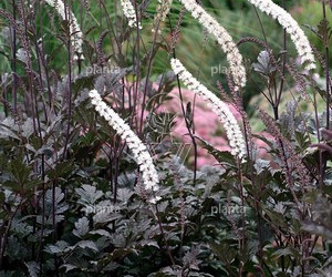 Actaea simplex 'Atropurpurea'
