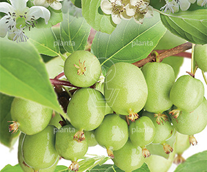 Actinidia arguta 'Issai'