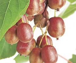 Actinidia arguta 'Ken's Red'
