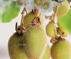 Actinidia deliciosa 'Jenny'