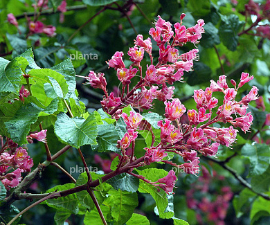 Aesculus carnea 'Briottii'