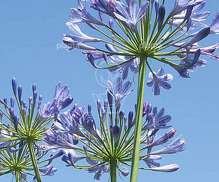 Agapanthus africanus