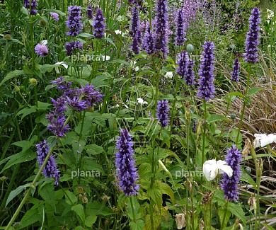 Agastache 'Black Adder'