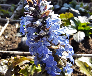 Ajuga reptans