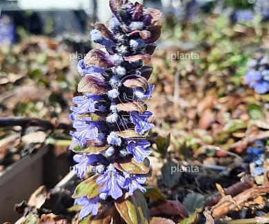 Ajuga reptans 'Atropurpurea'