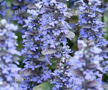 Ajuga reptans 'Catlin's Giant'