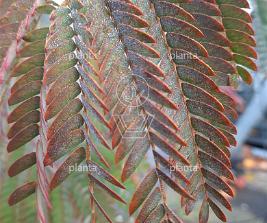 Albizia julibrissin 'Evi's Pride'