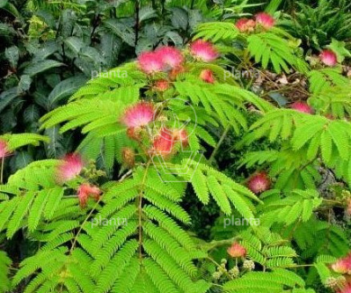 Albizia julibrissin 'Ombrella'