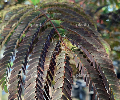Albizia julibrissin 'Summer Chocolate'
