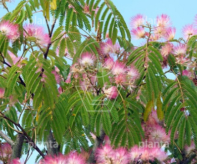 Albizia julibrissin