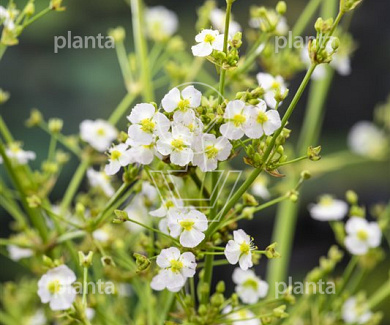 Alisma parviflorum