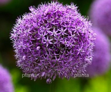 Allium 'Gladiator'
