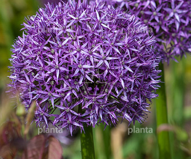 Allium 'Globemaster'