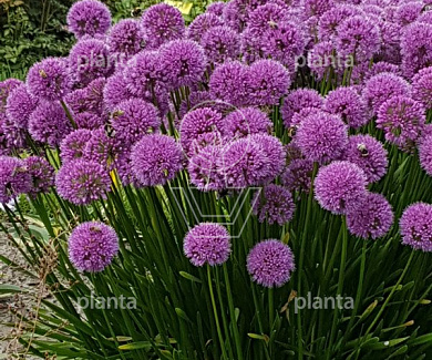 Allium 'Millennium'