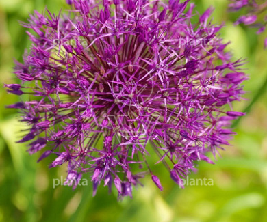 Allium 'Purple Rain'