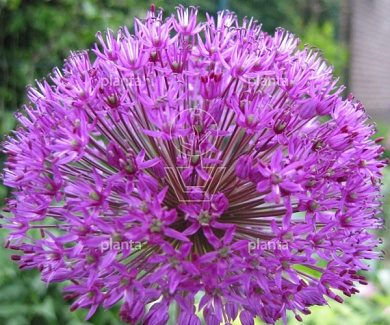 Allium aflatunense 'Purple Sensation'