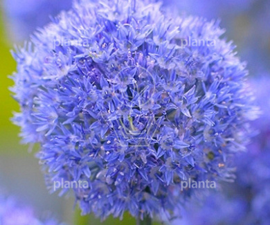 Allium caeruleum