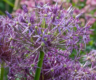 Allium christophii