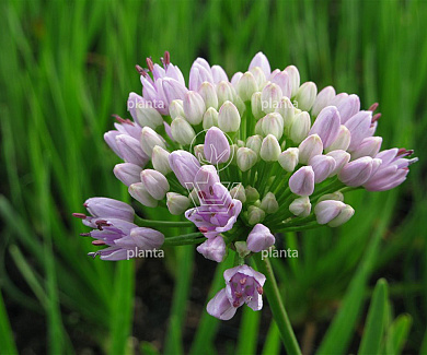 Allium senescens