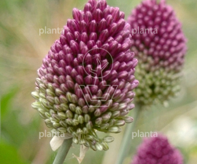 Allium sphaerocephalon