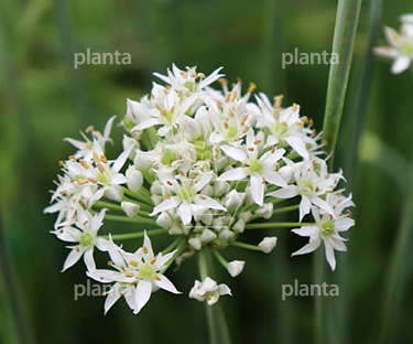 Allium tuberosum