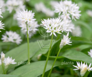 Allium ursinum