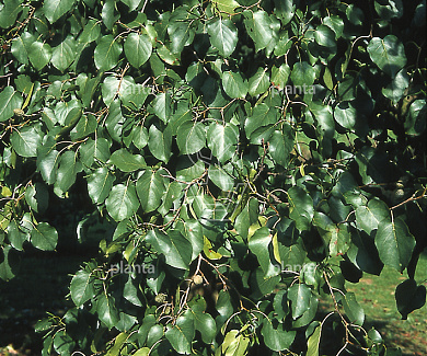 Alnus cordata