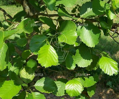 Alnus glutinosa