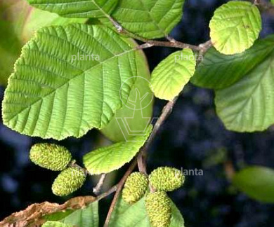 Alnus incana 