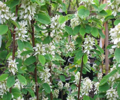 Amelanchier alnifolia 'Obelisk'