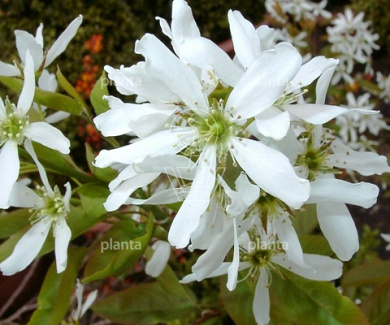 Amelanchier laevis 'Ballerina'