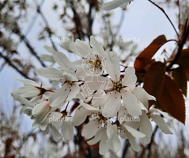 Amelanchier laevis 'Snowflakes'