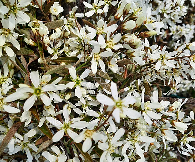 Amelanchier lamarckii 