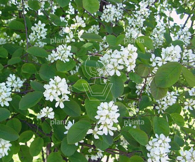 Amelanchier spicata