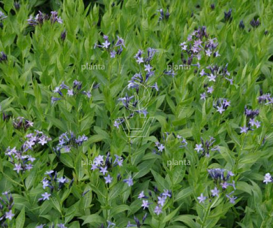 Amsonia 'Blue Ice'