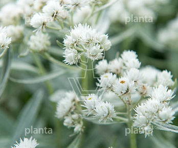 Anaphalis triplinervis