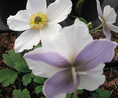 Anemone 'Wild Swan'