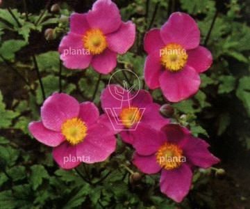 Anemone hupehensis 'Prinz Heinrich'