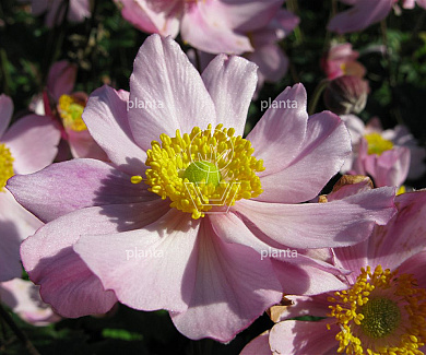 Anemone hupehensis 'September Charm'