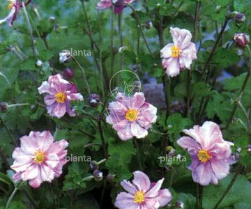 Anemone hybrida 'Königin Charlotte'