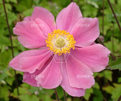 Anemone hybrida 'Serenade'
