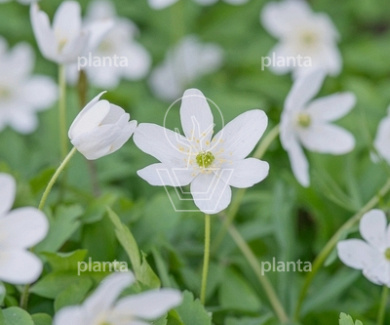 Anemone nemorosa