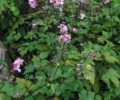 Anemone tomentosa 'Robustissima'