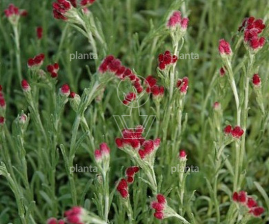 Antennaria dioica 'Rubra'