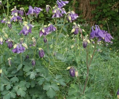 Aquilegia vulgaris