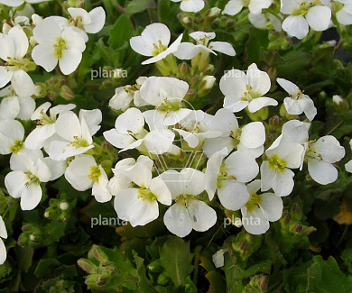 Arabis caucasica 'Snowcap'