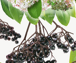 Aronia melanocarpa
